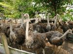ostrich chicks and fertile eggs 