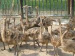 ostrich chicks ,fertile eggs and others for sale 
