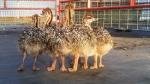 ostrich chicks and fertile eggs for sale 